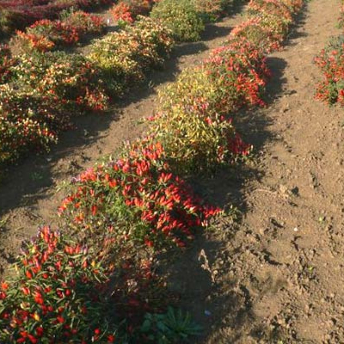 Azienda Agricola Biologica Filippone di Piante Aromatiche della Sicilia e delle Madonie: Origano, Lavanda, Finocchietto, Timo, Rosmarino, Salvia, Alloro, Peperoncino