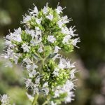 Azienda Agricola Biologica Filippone di Piante Aromatiche della Sicilia e delle Madonie: Origano, Lavanda, Finocchietto, Timo, Rosmarino, Salvia, Alloro, Peperoncino