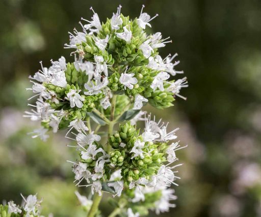Azienda Agricola Biologica Filippone di Piante Aromatiche della Sicilia e delle Madonie: Origano, Lavanda, Finocchietto, Timo, Rosmarino, Salvia, Alloro, Peperoncino