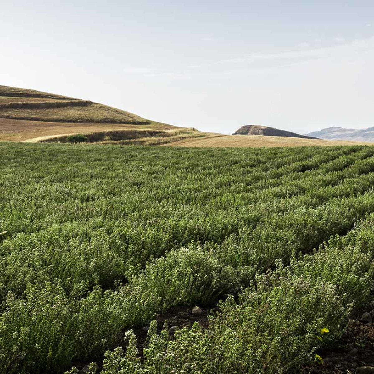 Origano, Lavanda, Finocchietto, Timo, Rosmarino, Salvia, Alloro, Peperoncino