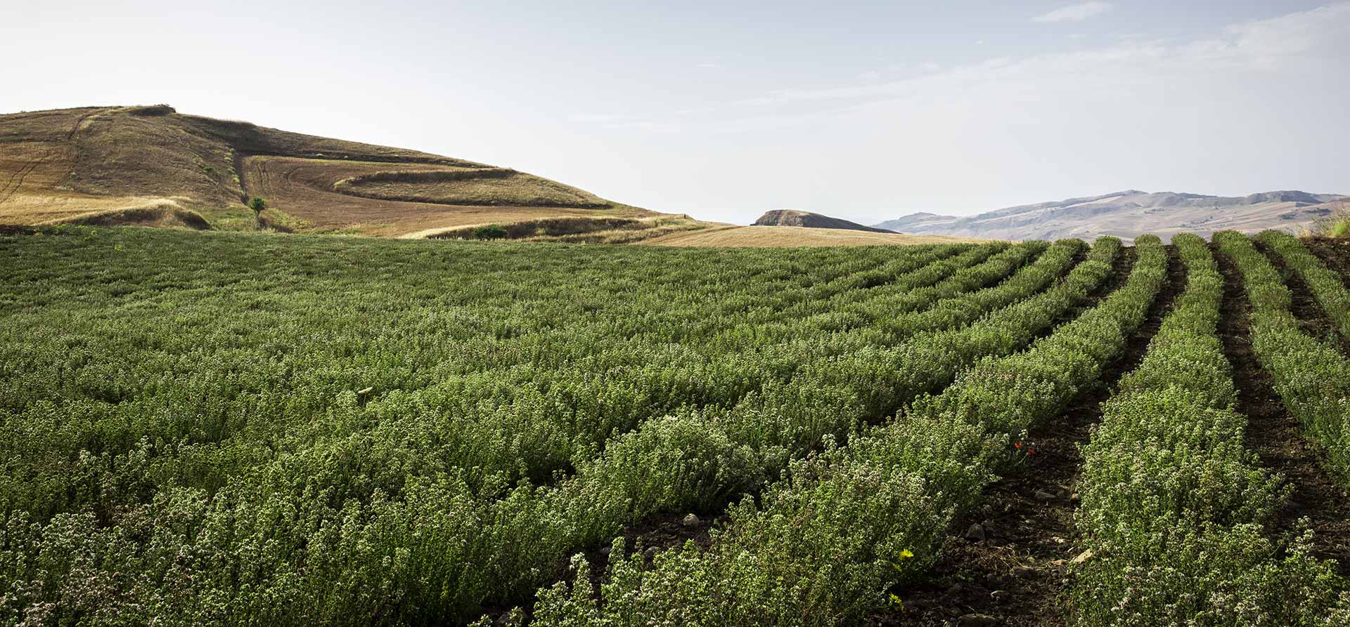 Origano, Lavanda, Finocchietto, Timo, Rosmarino, Salvia, Alloro, Peperoncino