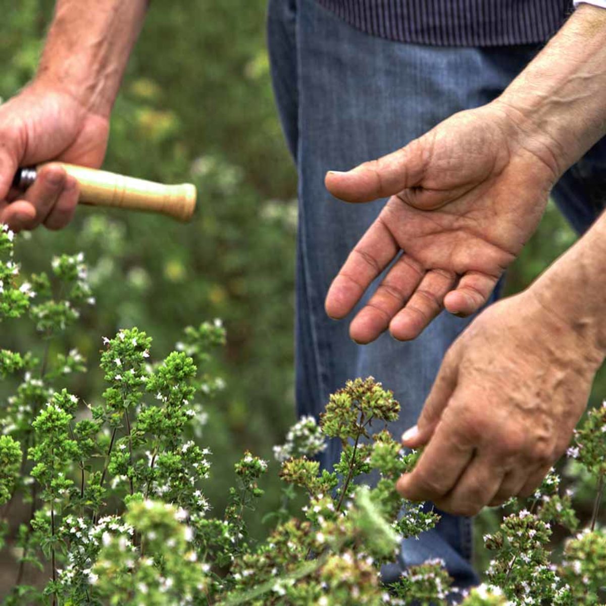 Azienda Agricola Biologica Filippone di Piante Aromatiche: Origano, Lavanda, Finocchietto, Timo, Rosmarino, Salvia, Alloro, Peperoncino