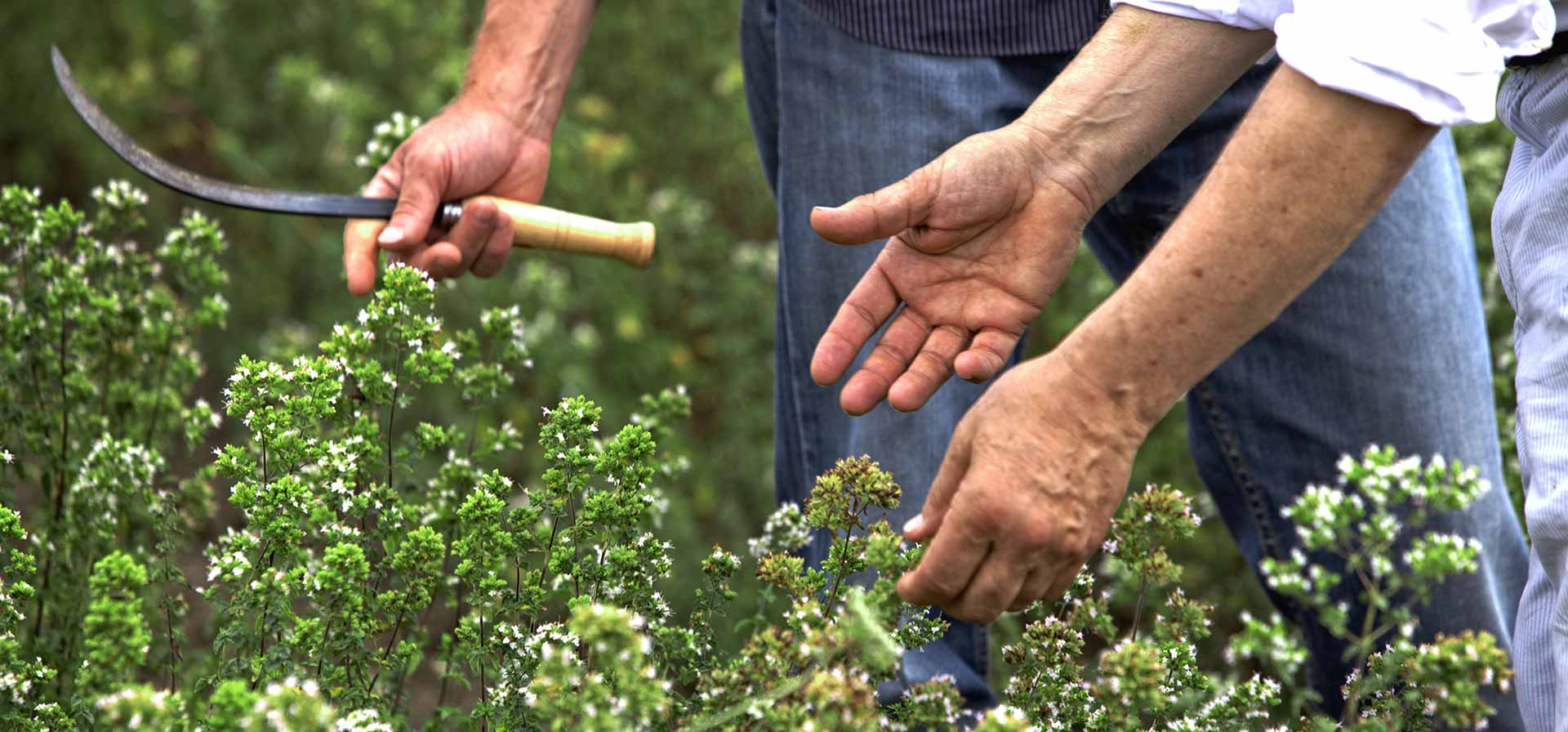 Azienda Agricola Biologica Filippone di Piante Aromatiche: Origano, Lavanda, Finocchietto, Timo, Rosmarino, Salvia, Alloro, Peperoncino