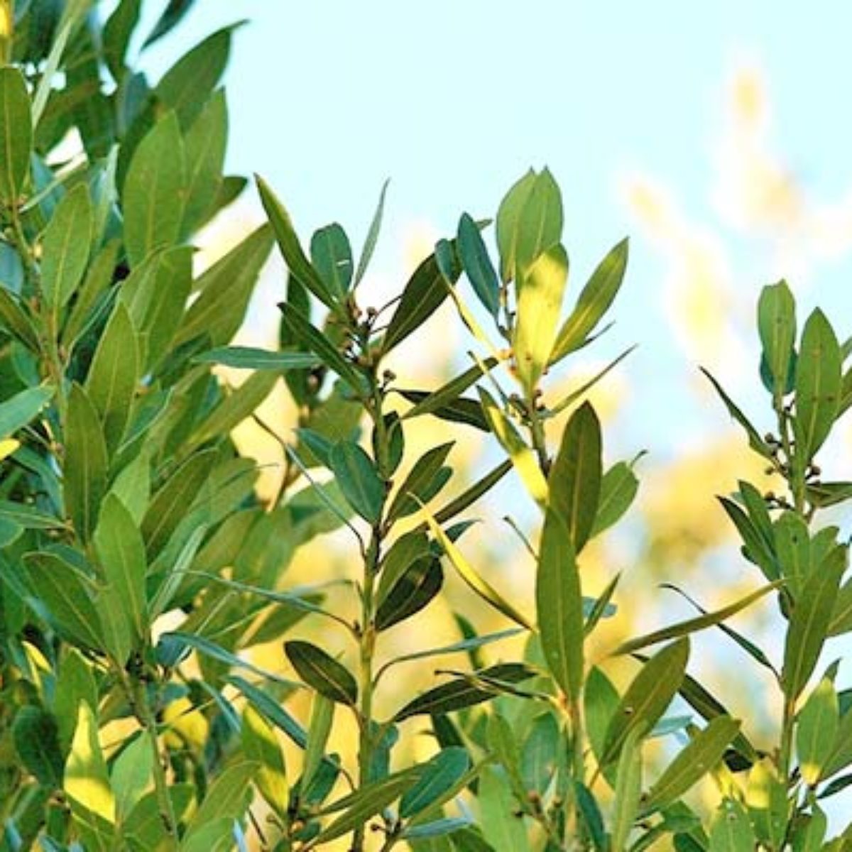 Azienda Agricola Biologica Filippone di Piante Aromatiche della Sicilia e delle Madonie: Origano, Lavanda, Finocchietto, Timo, Rosmarino, Salvia, Alloro, Peperoncino