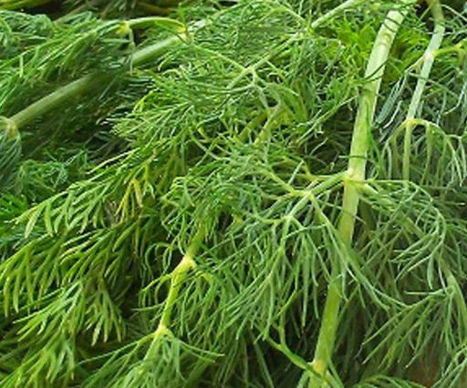 Azienda Agricola Biologica Filippone di Piante Aromatiche della Sicilia e delle Madonie: Origano, Lavanda, Finocchietto, Timo, Rosmarino, Salvia, Alloro, Peperoncino