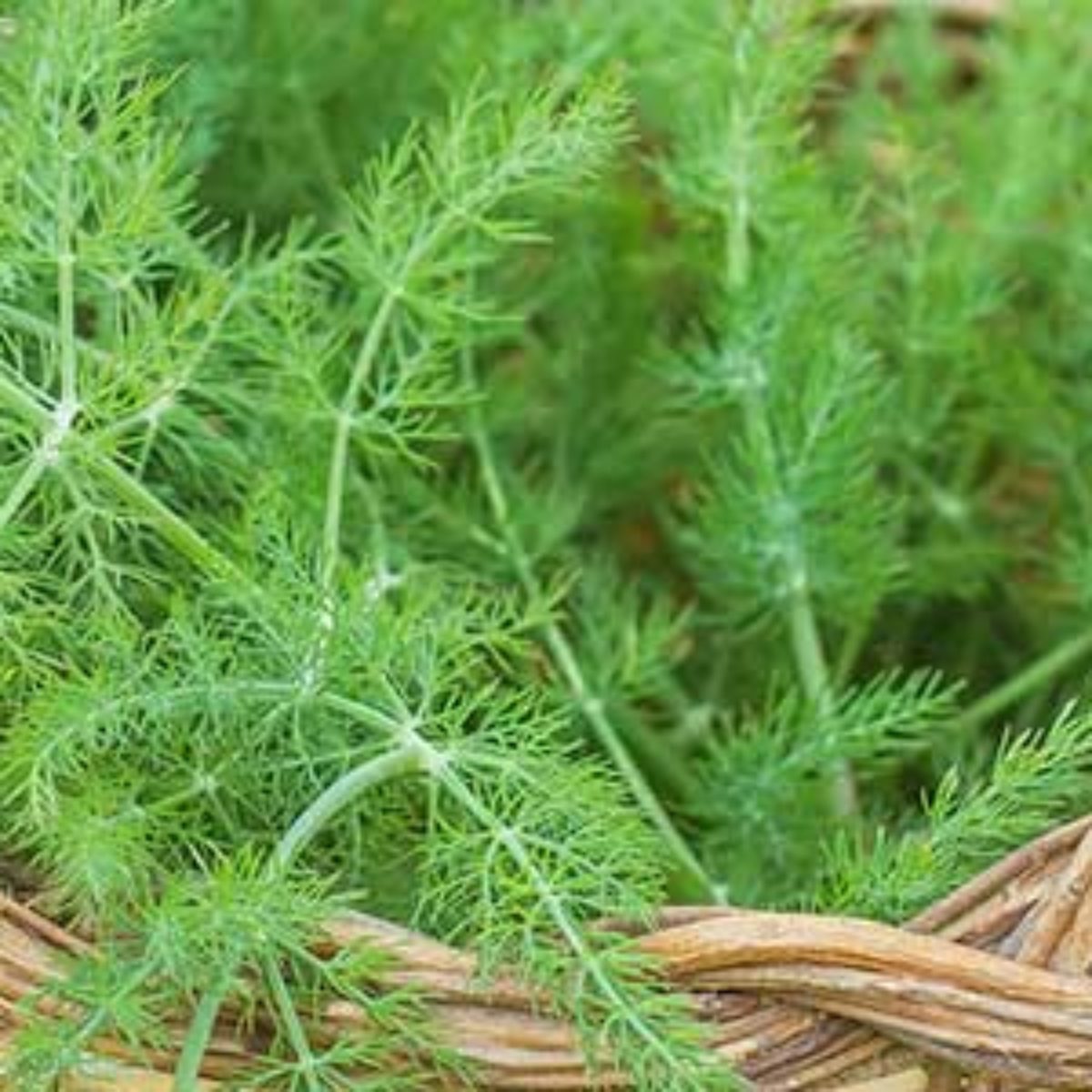 Azienda Agricola Biologica Filippone di Piante Aromatiche della Sicilia e delle Madonie: Origano, Lavanda, Finocchietto, Timo, Rosmarino, Salvia, Alloro, Peperoncino