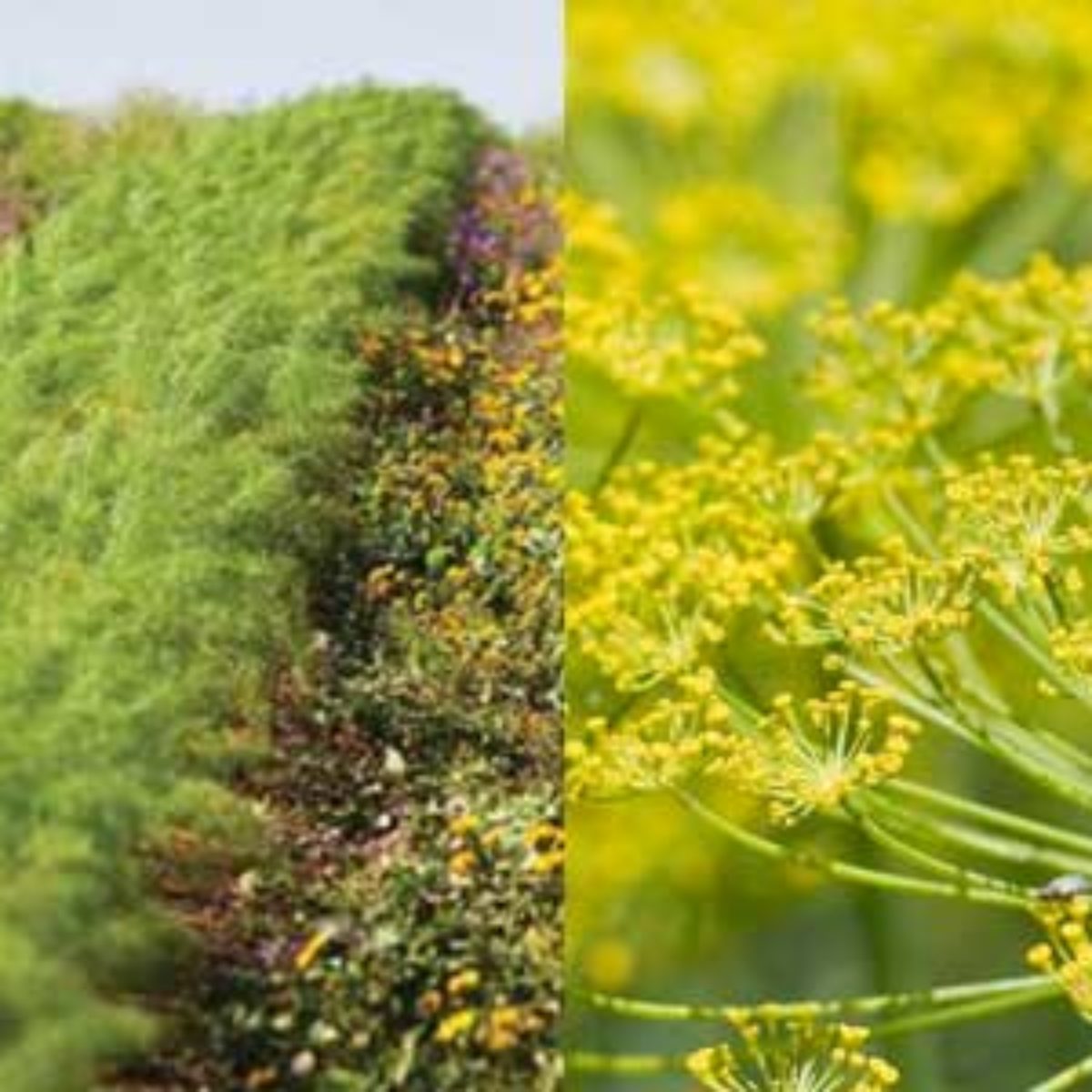 Azienda Agricola Biologica Filippone di Piante Aromatiche della Sicilia e delle Madonie: Origano, Lavanda, Finocchietto, Timo, Rosmarino, Salvia, Alloro, Peperoncino