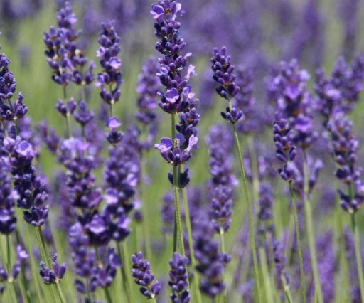 Azienda Agricola Biologica Filippone di Piante Aromatiche della Sicilia e delle Madonie: Origano, Lavanda, Finocchietto, Timo, Rosmarino, Salvia, Alloro, Peperoncino