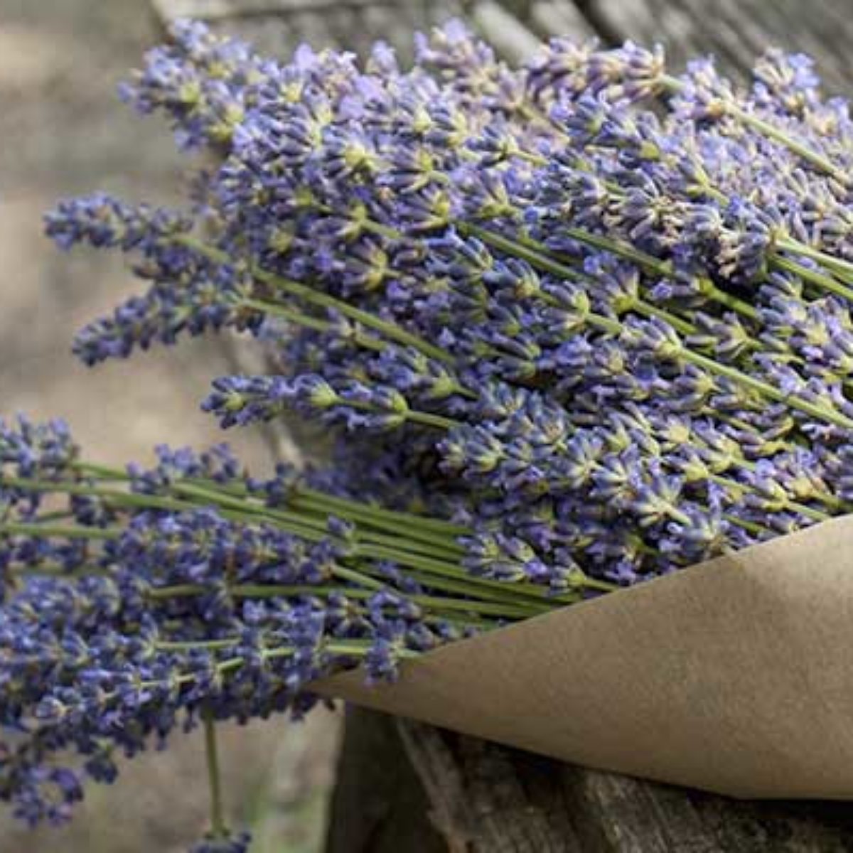 Azienda Agricola Biologica Filippone di Piante Aromatiche della Sicilia e delle Madonie: Origano, Lavanda, Finocchietto, Timo, Rosmarino, Salvia, Alloro, Peperoncino