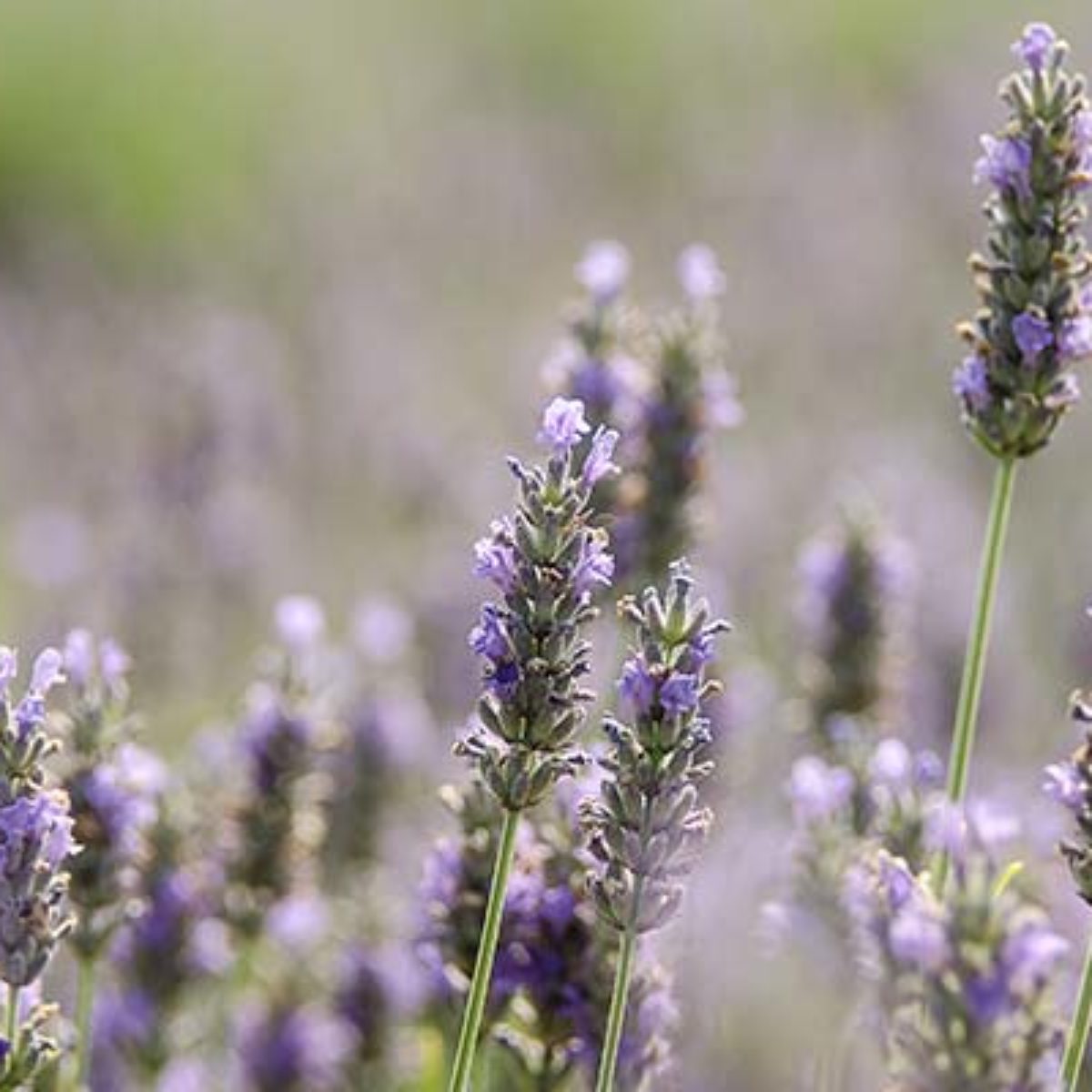 Azienda Agricola Biologica Filippone di Piante Aromatiche della Sicilia e delle Madonie: Origano, Lavanda, Finocchietto, Timo, Rosmarino, Salvia, Alloro, Peperoncino