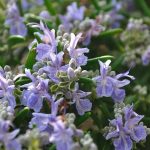 Azienda Agricola Biologica Filippone di Piante Aromatiche della Sicilia e delle Madonie: Origano, Lavanda, Finocchietto, Timo, Rosmarino, Salvia, Alloro, Peperoncino