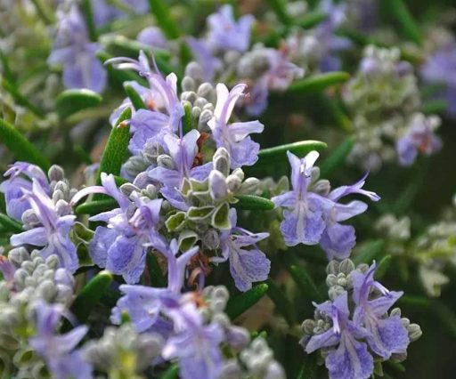 Azienda Agricola Biologica Filippone di Piante Aromatiche della Sicilia e delle Madonie: Origano, Lavanda, Finocchietto, Timo, Rosmarino, Salvia, Alloro, Peperoncino