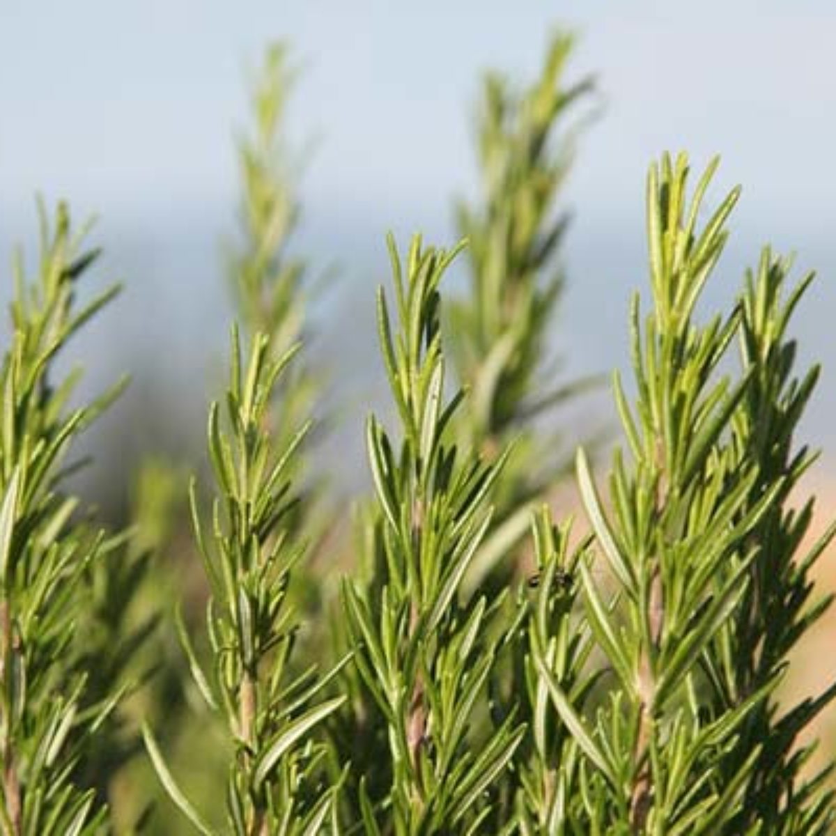 Azienda Agricola Biologica Filippone di Piante Aromatiche della Sicilia e delle Madonie: Origano, Lavanda, Finocchietto, Timo, Rosmarino, Salvia, Alloro, Peperoncino