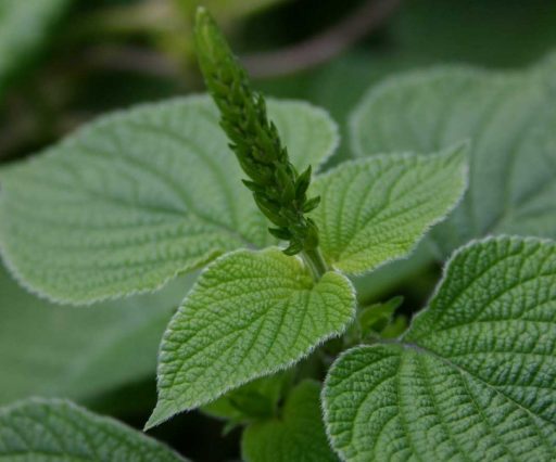 Azienda Agricola Biologica Filippone di Piante Aromatiche della Sicilia e delle Madonie: Origano, Lavanda, Finocchietto, Timo, Rosmarino, Salvia, Alloro, Peperoncino