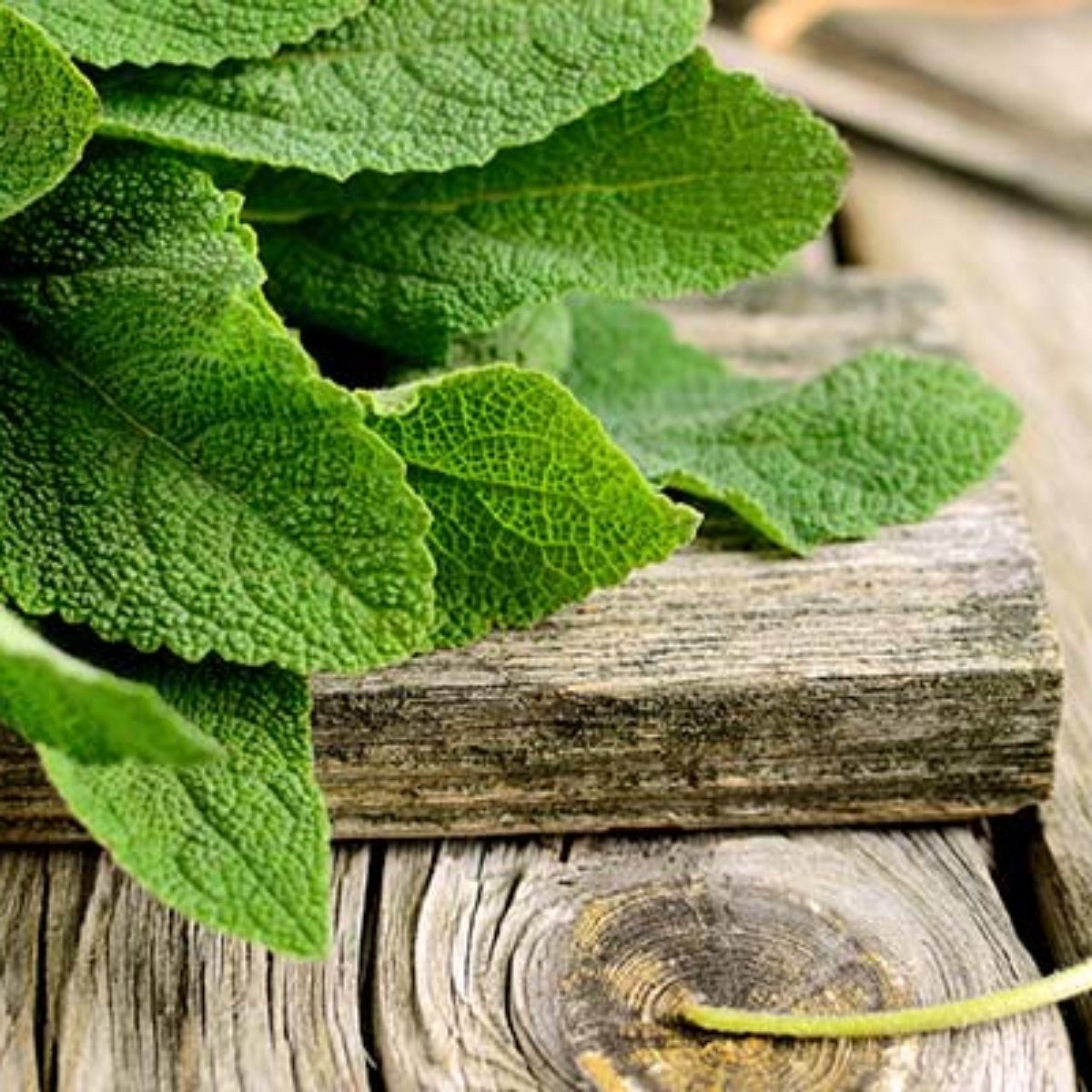 Azienda Agricola Biologica Filippone di Piante Aromatiche della Sicilia e delle Madonie: Origano, Lavanda, Finocchietto, Timo, Rosmarino, Salvia, Alloro, Peperoncino