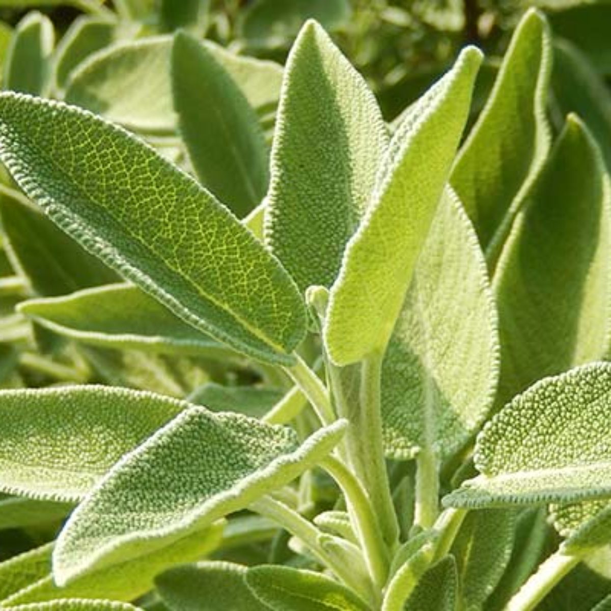 Azienda Agricola Biologica Filippone di Piante Aromatiche della Sicilia e delle Madonie: Origano, Lavanda, Finocchietto, Timo, Rosmarino, Salvia, Alloro, Peperoncino