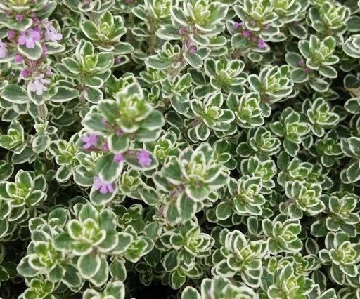 Azienda Agricola Biologica Filippone di Piante Aromatiche della Sicilia e delle Madonie: Origano, Lavanda, Finocchietto, Timo, Rosmarino, Salvia, Alloro, Peperoncino