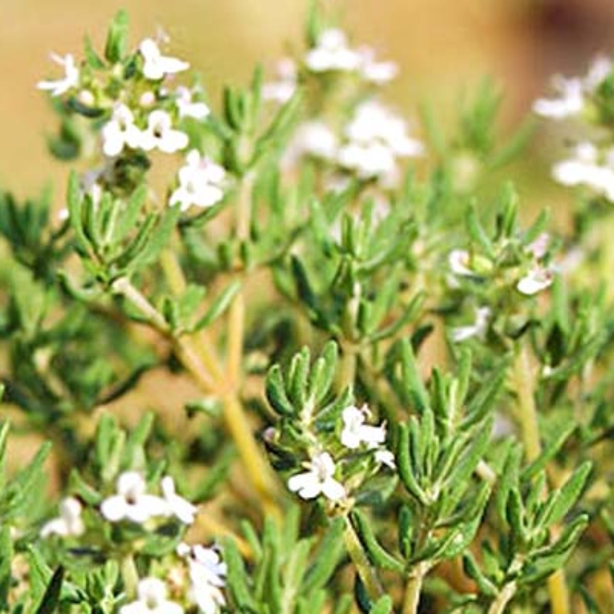 Azienda Agricola Biologica Filippone di Piante Aromatiche della Sicilia e delle Madonie: Origano, Lavanda, Finocchietto, Timo, Rosmarino, Salvia, Alloro, Peperoncino